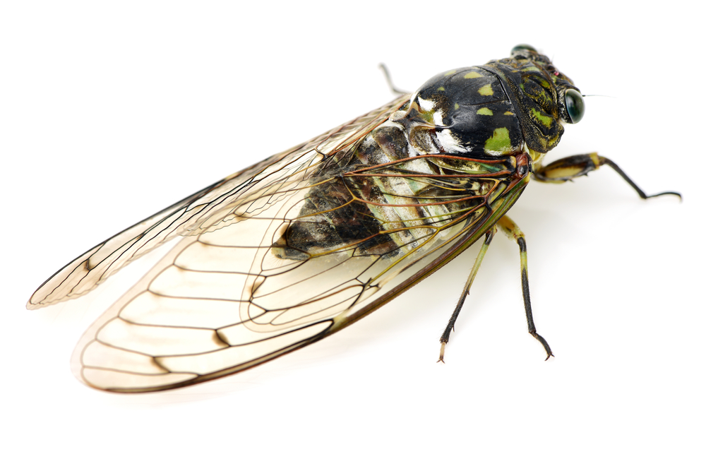 Macro view of cicada against white background.