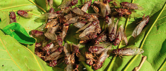 A swarm of cicadas on a tree branch.