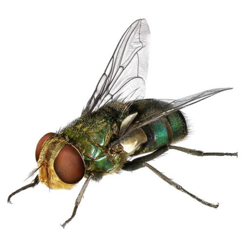blow fly