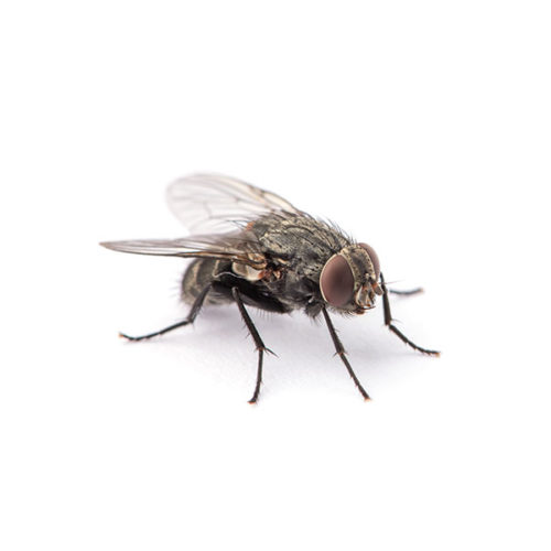 House Fly