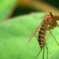 Mosquito on leaf