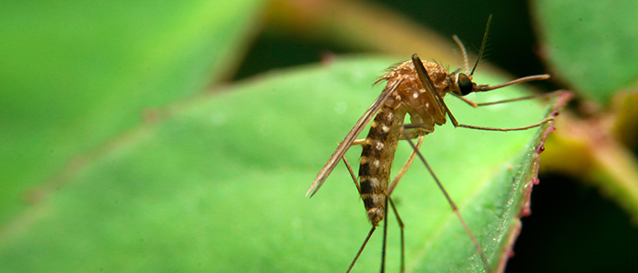 Mosquito on leaf