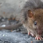 Rat walks next to storefront near opening before commercial pest exclusion services in greenville sc