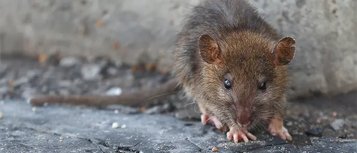 Rat walks next to storefront near opening before commercial pest exclusion services in greenville sc