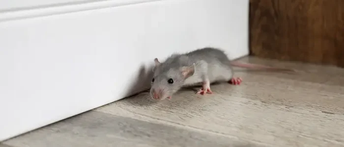 A small gray rat running along the floor indoors. Commercial rodent control services are essential for keeping businesses safe from pests.