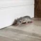 A small gray rat running along the floor indoors. Commercial rodent control services are essential for keeping businesses safe from pests.