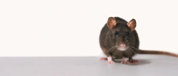 brown rat looking at camera on a white background