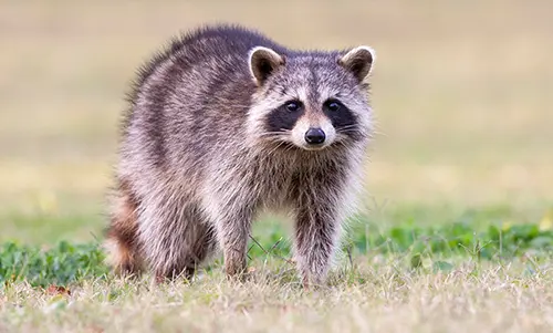 A raccoon standing in a field, facing the camera. Raccoons and other nuisance animals can be dealt with using wildlife control services from Gregory Pest Services.