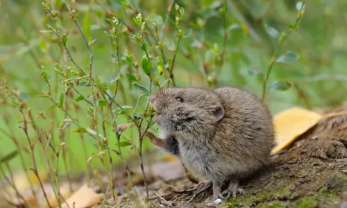 A meadow vole chewing on a plant