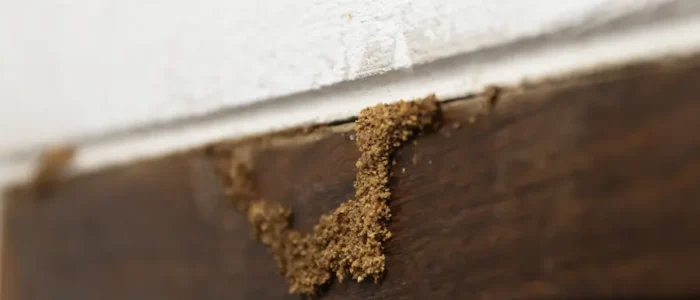 Close-up of a wood mantle with signs of damage from termites