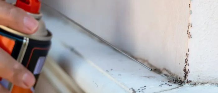 Person spraying ants that are crawling on the corner of a wall