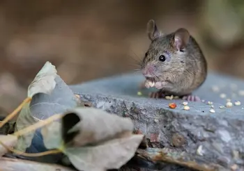 House mouse eating seed in Spartanburg South Carolina yard found during mouse control service