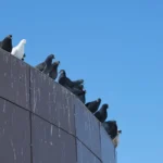 Pigeons sitting on a commercial building during the day