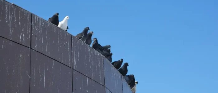 Pigeons sitting on a commercial building during the day