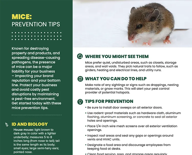 Mice Prevention Tips