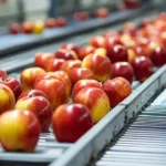 Food processing facility with apples on conveyor belts