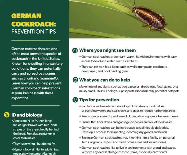 German Cockroach Prevention Tips Guide Thumbnail
