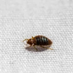 sole bed bug close up on bed linen