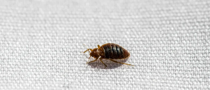 sole bed bug close up on bed linen
