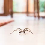 common house spider on the kitchen floor