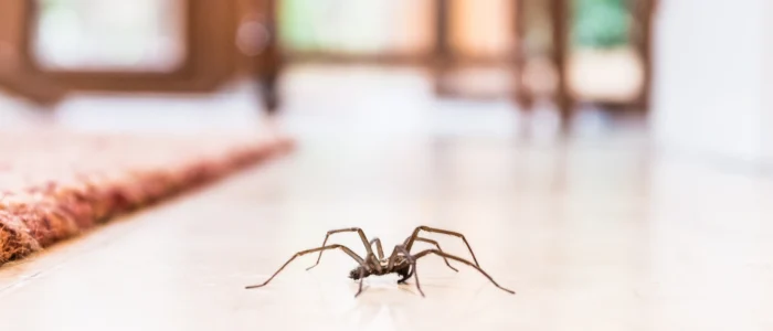 common house spider on the kitchen floor