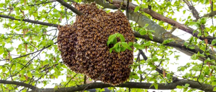drone of bees in tree top