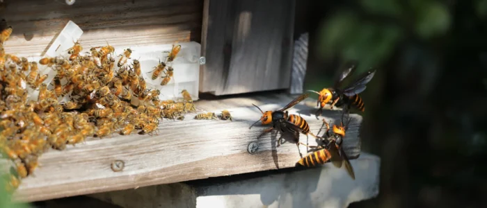 Japanese giant vespas attacking a beehive