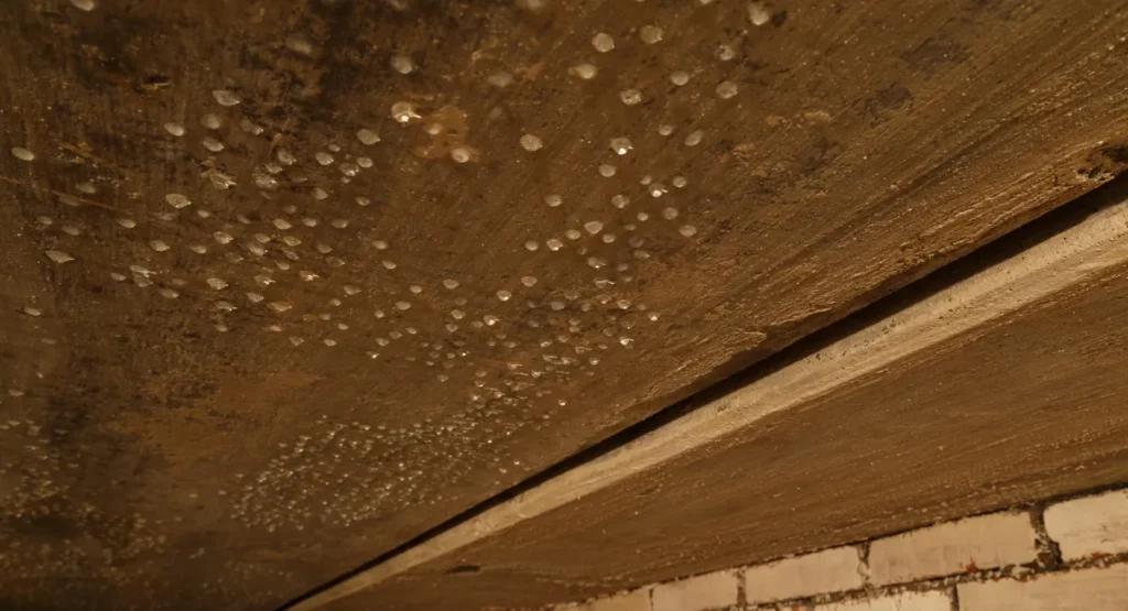 condensed water droplets on basement ceiling
