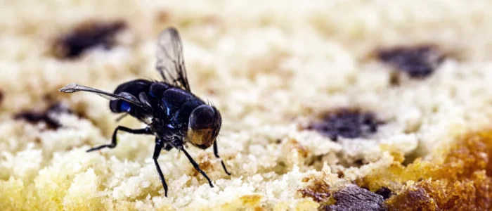 fly on chocolate chip muffin