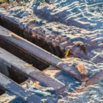Storm drain with standing water and debris, highlighting a potential pest breeding site near multifamily buildings.