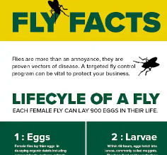 Infographic showing fly breeding conditions, lifecycle, and sanitation risks