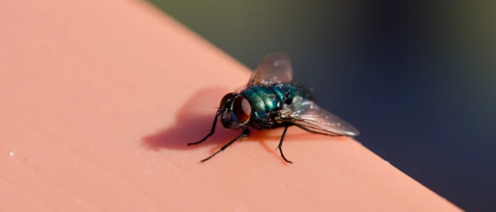 bottle fly landed on arm close up
