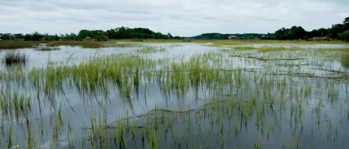marsh land completely flooded