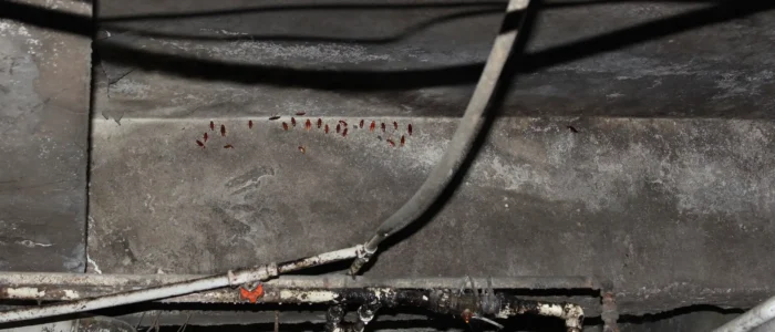 Cockroaches thrive and seek damp areas of the home, often appearing in basements